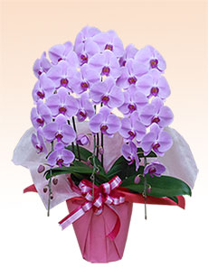 G3�@�R�{���Ӓ����M�t�g���D�Z�b�g�v�����i�X�^���_�[�h�E���F�j/27,500�~