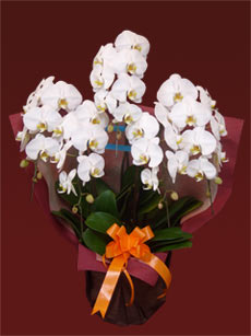 K�@�R�{���Ӓ����M�t�g�i�f���b�N�X�E�s���N�F�j/31,000�~