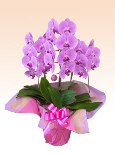D4�@�R�{���Ӓ����M�t�g�i���荠�E�s���N�F�j/19,500�~