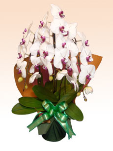 G3�@�R�{���Ӓ����M�t�g�i�X�^���_�[�h�E���F�j/27,500�~