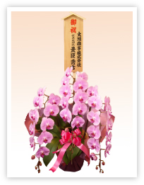 胡蝶蘭入札