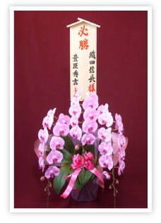 胡蝶蘭と入札