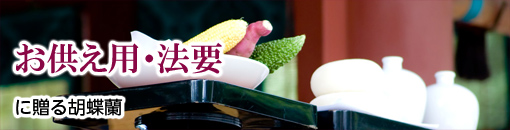 お供え用、法要に贈る胡蝶蘭