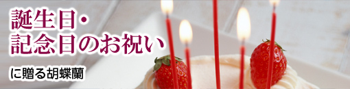 誕生日、記念日のお祝いに贈る胡蝶蘭