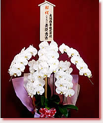 �Ӓ����T�{���@���F