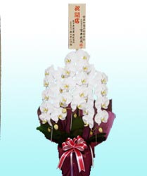�R�{���Ӓ����M�t�g�Z�b�g�v�����i�X�^���_�[�h�E���F�j