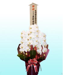 �R�{���Ӓ����M�t�g���D�Z�b�g�v�����i�X�^���_�[�h�E���F�j