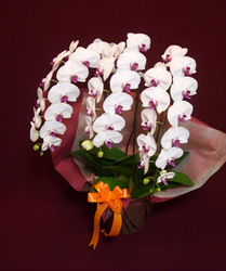 �R�{���Ӓ����M�t�g�i�f���b�N�X�E���b�v�F�j