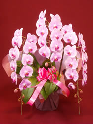 �R�{���Ӓ����M�t�g�i�f���b�N�X�E�s���N�F�j