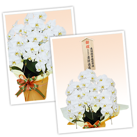 大輪白色の胡蝶蘭