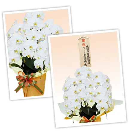 胡蝶蘭レギュラー白色3本立その3
