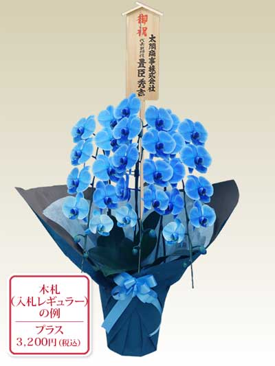 3本立胡蝶蘭ギフト10