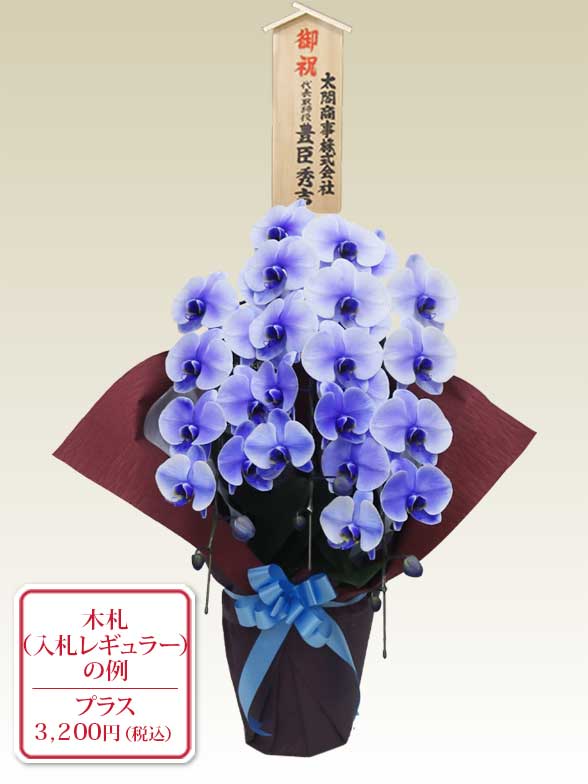 3本立胡蝶蘭ギフト10