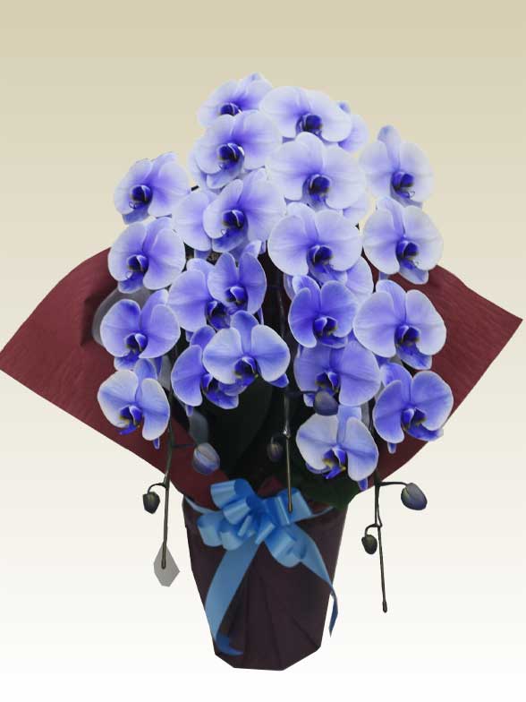 3本立胡蝶蘭ギフト4