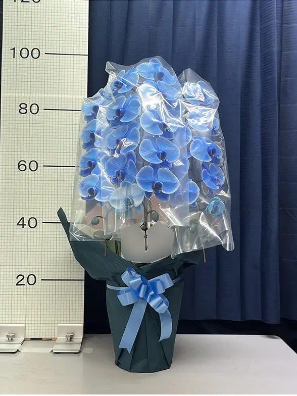 これまでにお届けした事例2 3本立胡蝶蘭ギフト(ブルーエレガンス)