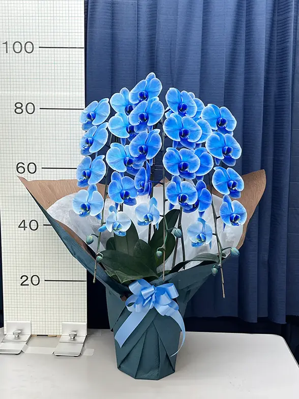 これまでにお届けした事例3 3本立胡蝶蘭ギフト(ブルーエレガンス)
