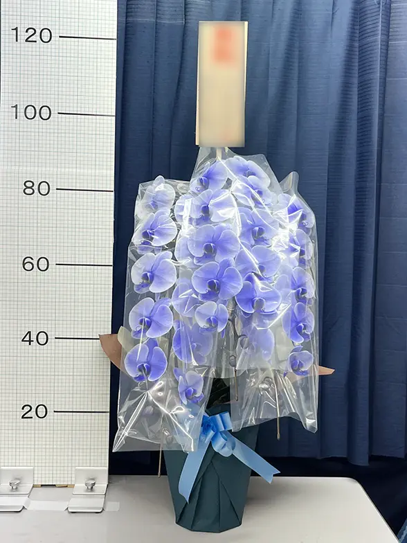 これまでにお届けした事例1 3本立胡蝶蘭ギフト(パープルエレガンス)