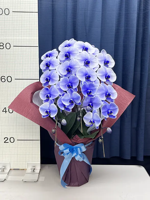 これまでにお届けした事例3 3本立胡蝶蘭ギフト(パープルエレガンス)