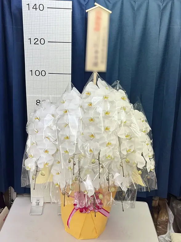 これまでにお届けした事例1 10本立胡蝶蘭ギフト(プラチナ・白色)