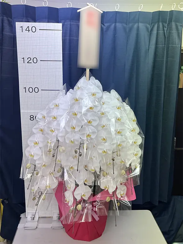 これまでにお届けした事例4 10本立胡蝶蘭ギフト(プラチナ・白色)