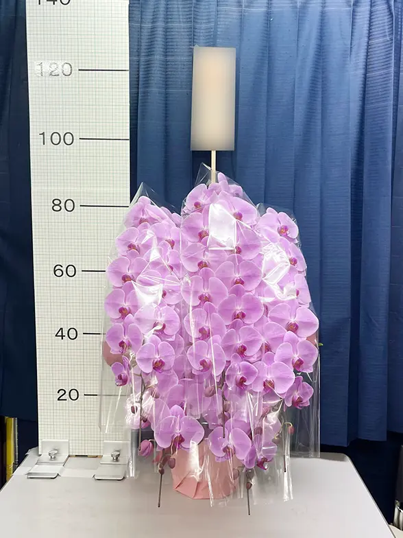 これまでにお届けした事例6 6本立胡蝶蘭ギフト(スペシャル・ピンク色)