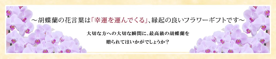 〜胡蝶蘭の花言葉は｢幸運を運んでくる｣､縁起の良いフラワーギフトです〜大切な方への大切な瞬間に､最高級の胡蝶蘭を贈られてはいかがでしょうか？