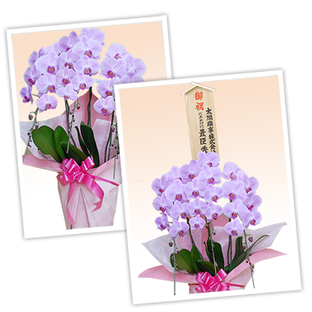 大輪白色の胡蝶蘭