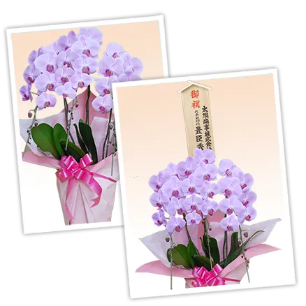 胡蝶蘭レギュラーピンク色3本立その3