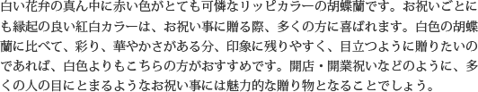 見た目もよく､全体的な輪数､ボリュームもあり､バランスのとれた商品です｡開店祝い､開業祝い､就任祝い､移転祝い､竣工祝いなどのビジネスなどでのご利用で､法人様には人気があります｡もちろん個人様へのさまざまなお祝い事にもご利用されています｡ご予算3万円程度で､定番の｢白色｣をお探しの方にはおすすめの胡蝶蘭です｡