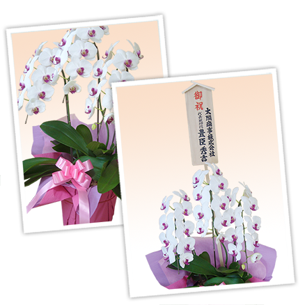 大輪白色の胡蝶蘭