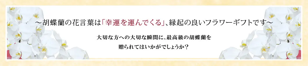 〜胡蝶蘭の花言葉は｢幸運を運んでくる｣､縁起の良いフラワーギフトです〜大切な方への大切な瞬間に､最高級の胡蝶蘭を贈られてはいかがでしょうか？