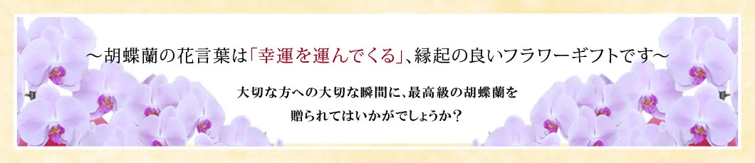 〜胡蝶蘭の花言葉は｢幸運を運んでくる｣､縁起の良いフラワーギフトです〜大切な方への大切な瞬間に､最高級の胡蝶蘭を贈られてはいかがでしょうか？