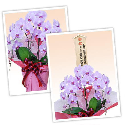 大輪白色の胡蝶蘭