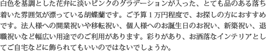 見た目もよく､全体的な輪数､ボリュームもあり､バランスのとれた商品です｡開店祝い､開業祝い､就任祝い､移転祝い､竣工祝いなどのビジネスなどでのご利用で､法人様には人気があります｡もちろん個人様へのさまざまなお祝い事にもご利用されています｡ご予算3万円程度で､定番の｢白色｣をお探しの方にはおすすめの胡蝶蘭です｡