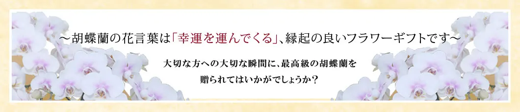 〜胡蝶蘭の花言葉は｢幸運を運んでくる｣､縁起の良いフラワーギフトです〜大切な方への大切な瞬間に､最高級の胡蝶蘭を贈られてはいかがでしょうか？