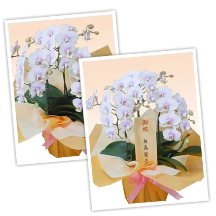 胡蝶蘭ミディ3本立桜ピンク色その3