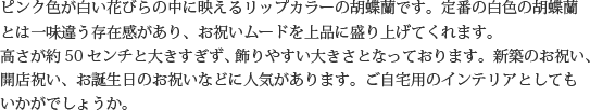 見た目もよく､全体的な輪数､ボリュームもあり､バランスのとれた商品です｡開店祝い､開業祝い､就任祝い､移転祝い､竣工祝いなどのビジネスなどでのご利用で､法人様には人気があります｡もちろん個人様へのさまざまなお祝い事にもご利用されています｡ご予算3万円程度で､定番の｢白色｣をお探しの方にはおすすめの胡蝶蘭です｡