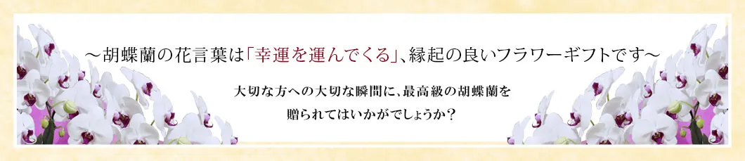 〜胡蝶蘭の花言葉は｢幸運を運んでくる｣､縁起の良いフラワーギフトです〜大切な方への大切な瞬間に､最高級の胡蝶蘭を贈られてはいかがでしょうか？