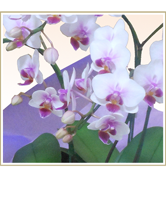 大輪白色の胡蝶蘭