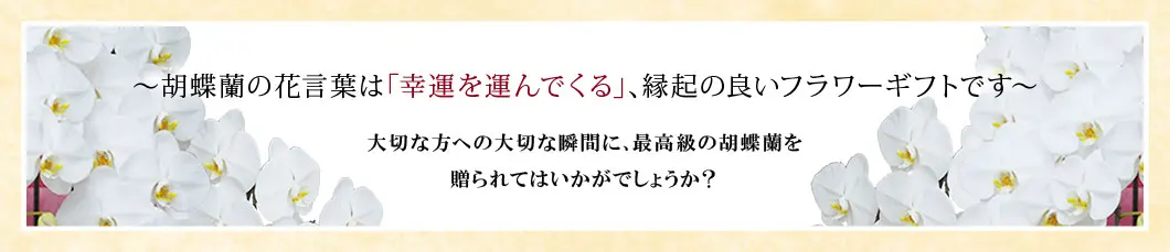 〜胡蝶蘭の花言葉は｢幸運を運んでくる｣､縁起の良いフラワーギフトです〜大切な方への大切な瞬間に､最高級の胡蝶蘭を贈られてはいかがでしょうか？