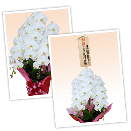 大輪白色の胡蝶蘭