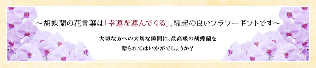 〜胡蝶蘭の花言葉は｢幸運を運んでくる｣､縁起の良いフラワーギフトです〜大切な方への大切な瞬間に､最高級の胡蝶蘭を贈られてはいかがでしょうか？