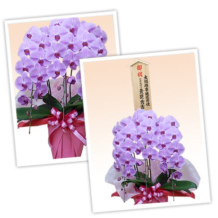 大輪白色の胡蝶蘭