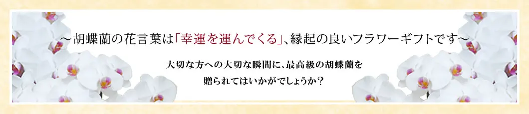 〜胡蝶蘭の花言葉は｢幸運を運んでくる｣､縁起の良いフラワーギフトです〜大切な方への大切な瞬間に､最高級の胡蝶蘭を贈られてはいかがでしょうか？