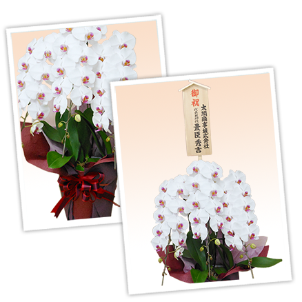 大輪白色の胡蝶蘭