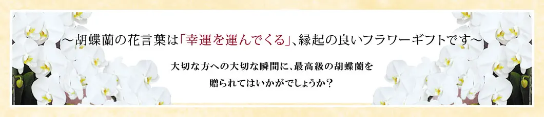 〜胡蝶蘭の花言葉は｢幸運を運んでくる｣､縁起の良いフラワーギフトです〜大切な方への大切な瞬間に､最高級の胡蝶蘭を贈られてはいかがでしょうか？