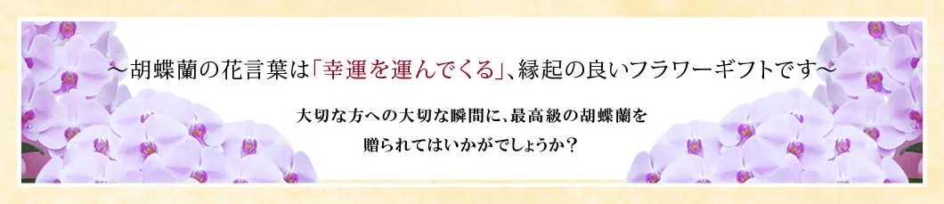 〜胡蝶蘭の花言葉は｢幸運を運んでくる｣､縁起の良いフラワーギフトです〜大切な方への大切な瞬間に､最高級の胡蝶蘭を贈られてはいかがでしょうか？