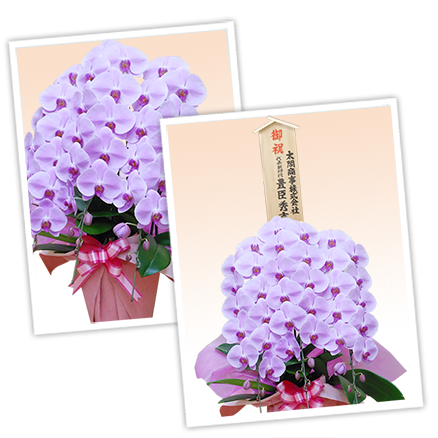 大輪白色の胡蝶蘭