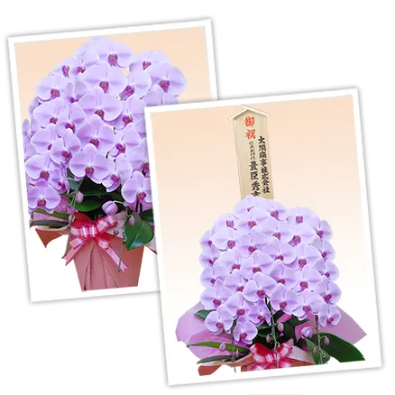 胡蝶蘭デラックスピンク色3本立その3