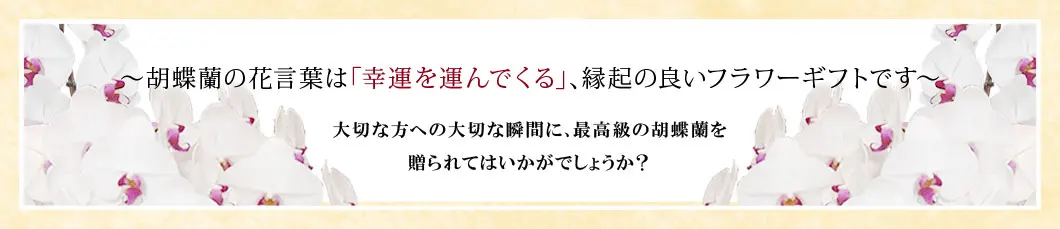 〜胡蝶蘭の花言葉は｢幸運を運んでくる｣､縁起の良いフラワーギフトです〜大切な方への大切な瞬間に､最高級の胡蝶蘭を贈られてはいかがでしょうか？